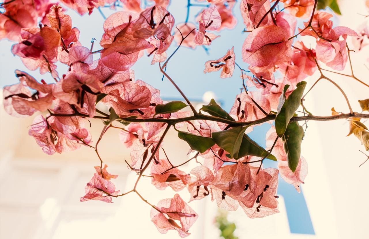 Junior Suite with Terrace,631384299:JPEG