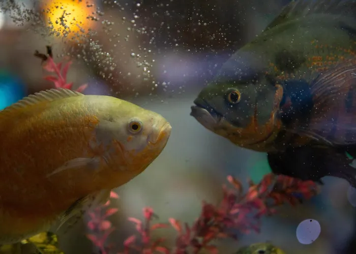 Hotel: Hotel Vila Mar