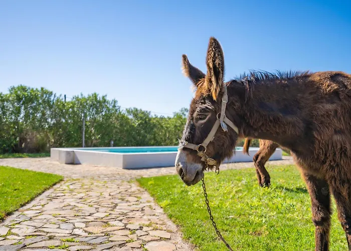 Burro Ville By Host Wise