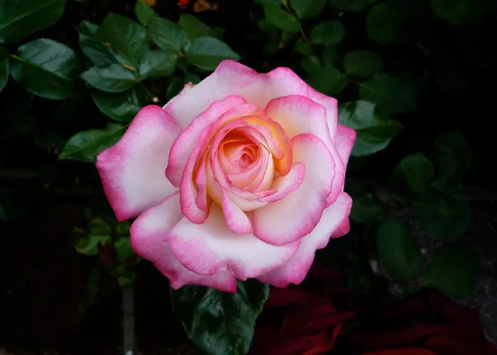 Albergo economico: Chalet Madrisa