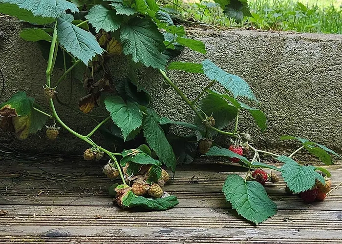 Coin Nature