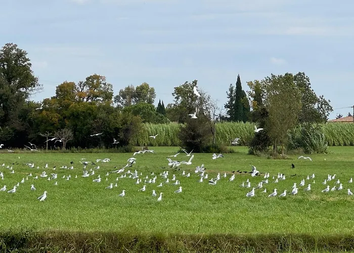 Hôtel accueillant les animaux: B&B Maison d'hôte et gite Mas d'Eymard
