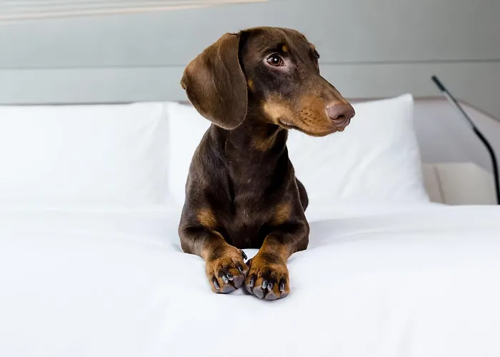 Animaux admis Melia Valencia